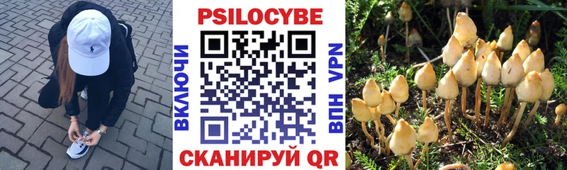 где найти   Вологда  блэк спрут ССЫЛКА  Псилоцибиновые грибы мицелий 